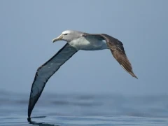 Salvin's albatross in flight, Patagonia, Chile.