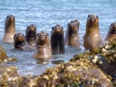 Colony of sea lions in Patagonia, Chile.