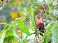 Hoatzin in Colombia