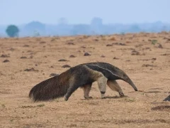 Giant anteater near Juan Solito Lodge in Colombia