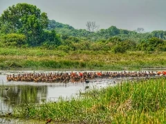 White-faced whistling duck flock near Juan Solito Lodge in Colombia