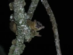 Kinkajou in Colombia.