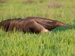 Giant anteater in Los Llanos, Colombia.
