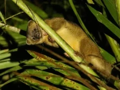 Olinguito in Colombia.