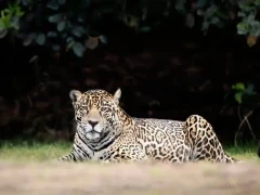 Jaguar at rest in Colombia.