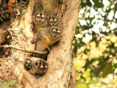 Brumback's night monkey in Colombia.