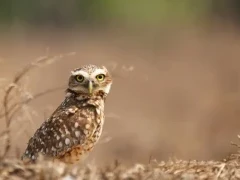 Burrowing owl in Colombia.