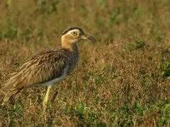 Double-striped thick-knee in Colombia.