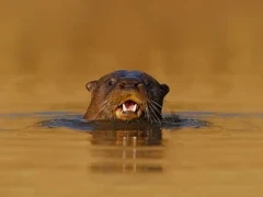 Giant otter in the water.