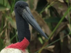 Jabiru stork in Colombia.