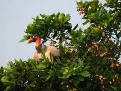 King vulture in Colombia.