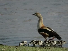 Orinoco goose with goslings, Colombia.