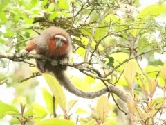 Ornate titi in Colombia.