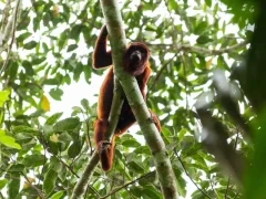 Red howler monkey in Colombia.