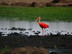 Scarlet ibis by the water, Colombia.