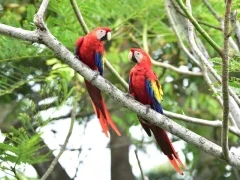 A pair of scarlet macaw.