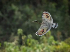 Sunbittern in flight.