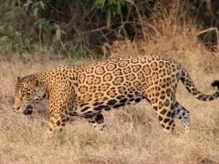 Jaguar walking amongst the grass in Colombia.