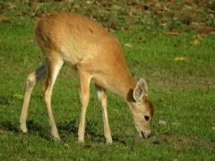 White-tailed deer in Colombia
