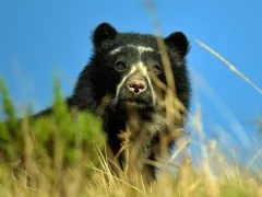 Spectacled bear in Colombia.
