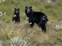 Spectacled bear in Colombia.