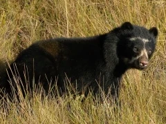 Spectacled bear in Colombia.