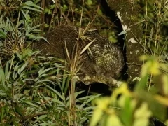 Stump-tailed porcupine in Colombia.
