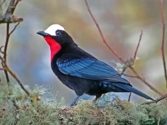 White-capped tanager in Colombia