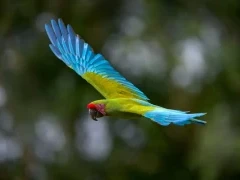Great green macaw in flight, Costa Rica.