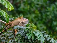 Green iguana in Costa Rica.