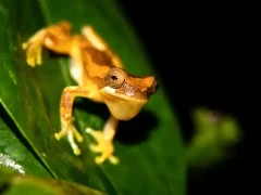 Hourglass tree frog in Costa Rica.