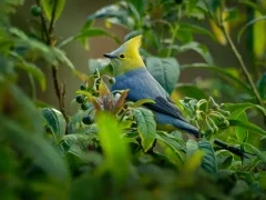 Long-tailed silky flycatcher in Costa Rica.