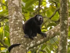 Mantled howler monkey in Costa Rica.