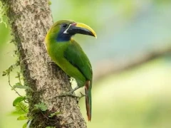 Emerald toucanet in Costa Rica.
