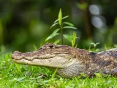 Spectacled caiman in Costa Rica.