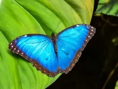Blue morpho butterfly in Costa Rica.