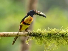 Collared aracari in Costa Rica.