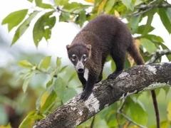 White-nosed coati in Costa Rica.