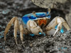 Blue land crab in Costa Rica