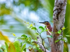 Green heron in Costa Rica