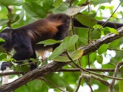 Howler monkey in Cahuita, Costa Rica