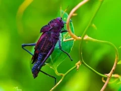 Purple cricket in Costa Rica