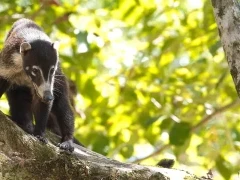 Coatimundi in Costa Rica