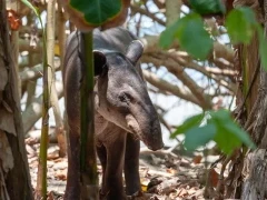 Baird's tapir in Costa Rica