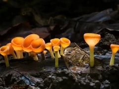 Cup fungus in Costa Rica.