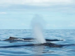 Humpback whale in Costa Rica