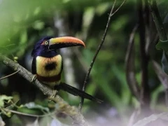 Fiery-billed aracari in Costa Rica.