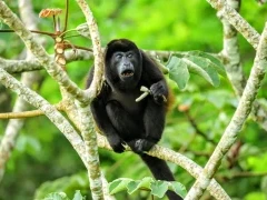 Howler monkey in Costa Rica