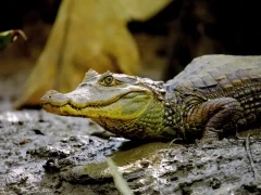 Spectacled caiman in Costa Rica