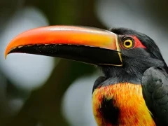 Fiery-billed aracari in Costa Rica